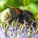 20230719 2663CPw [D~LIP] Kugeldistel, Dunkle Erdhummel (Bombus terrestris), Bad Salzuflen