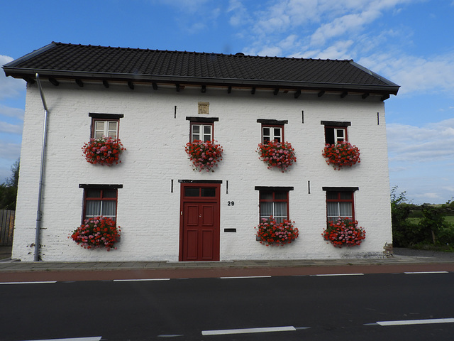 Geranium windows