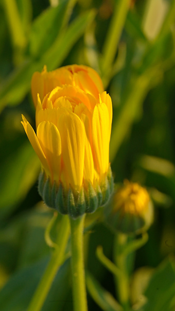 buds in  yellow