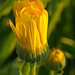 buds in  yellow