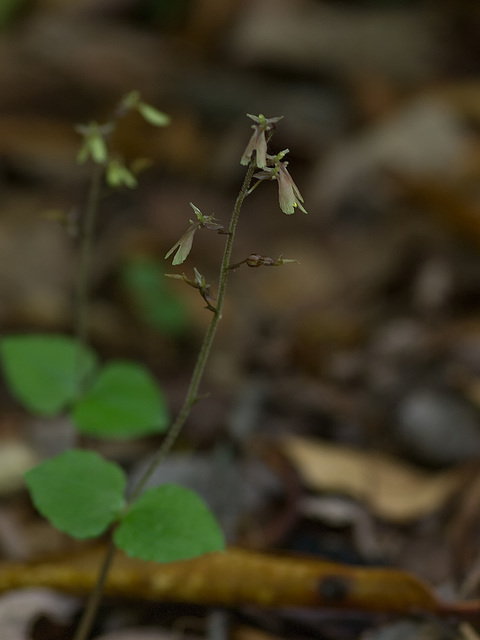 Neottia smallii (Appalachian Twayblade orchid)