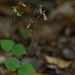 Neottia smallii (Appalachian Twayblade orchid)