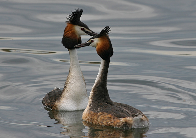 Grèbe huppé  (Podiceps cristatus)   (Great Crested Grebe)