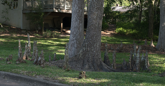 Jacksonville - River Oaks Park cypress knees (#0124)
