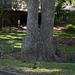 Jacksonville - River Oaks Park cypress knees (#0124)