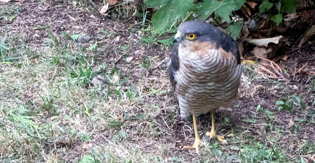 Waiting for early morning breakfast under the bird feeder!