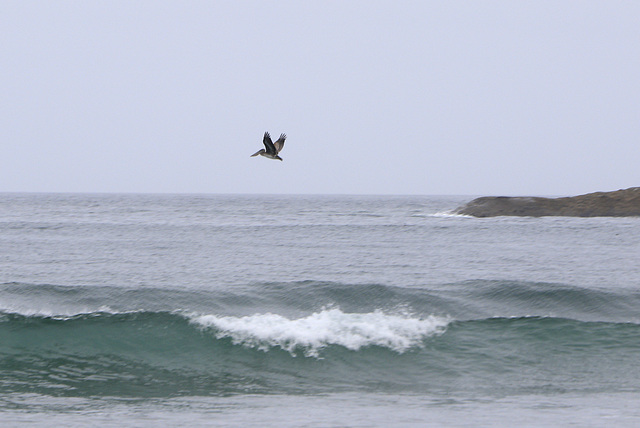 Pacific City Beach