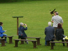 Falconry demonstration.