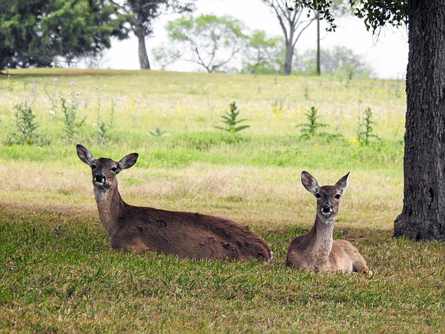 Day 5, White-tailed Deer, King Ranch, Norias Division