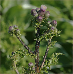 Some thistle