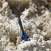 Double-striped Bluet