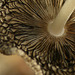 Harefoot mushroom ~ Hazenpootje (Coprinopsis lagopus)