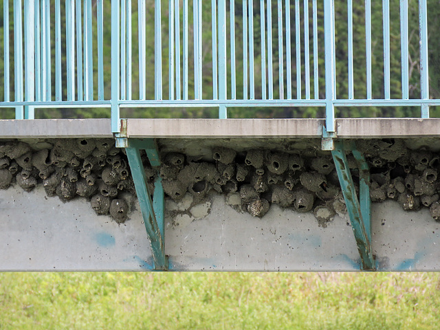 Cliff Swallow nests