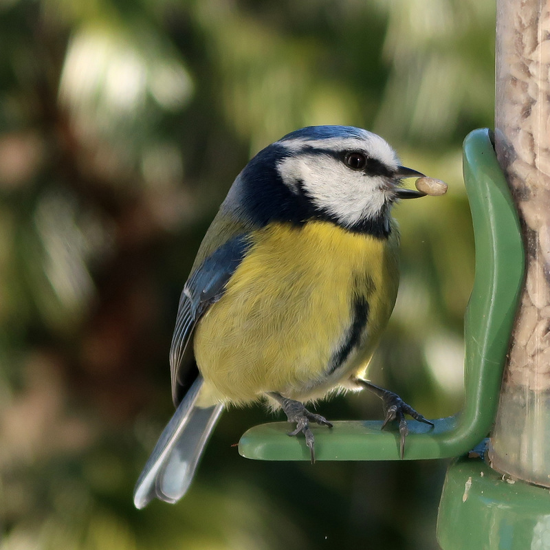 Blue-tit