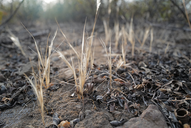 Thirsty Land Poetry