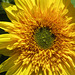 Sunflower in full bloom