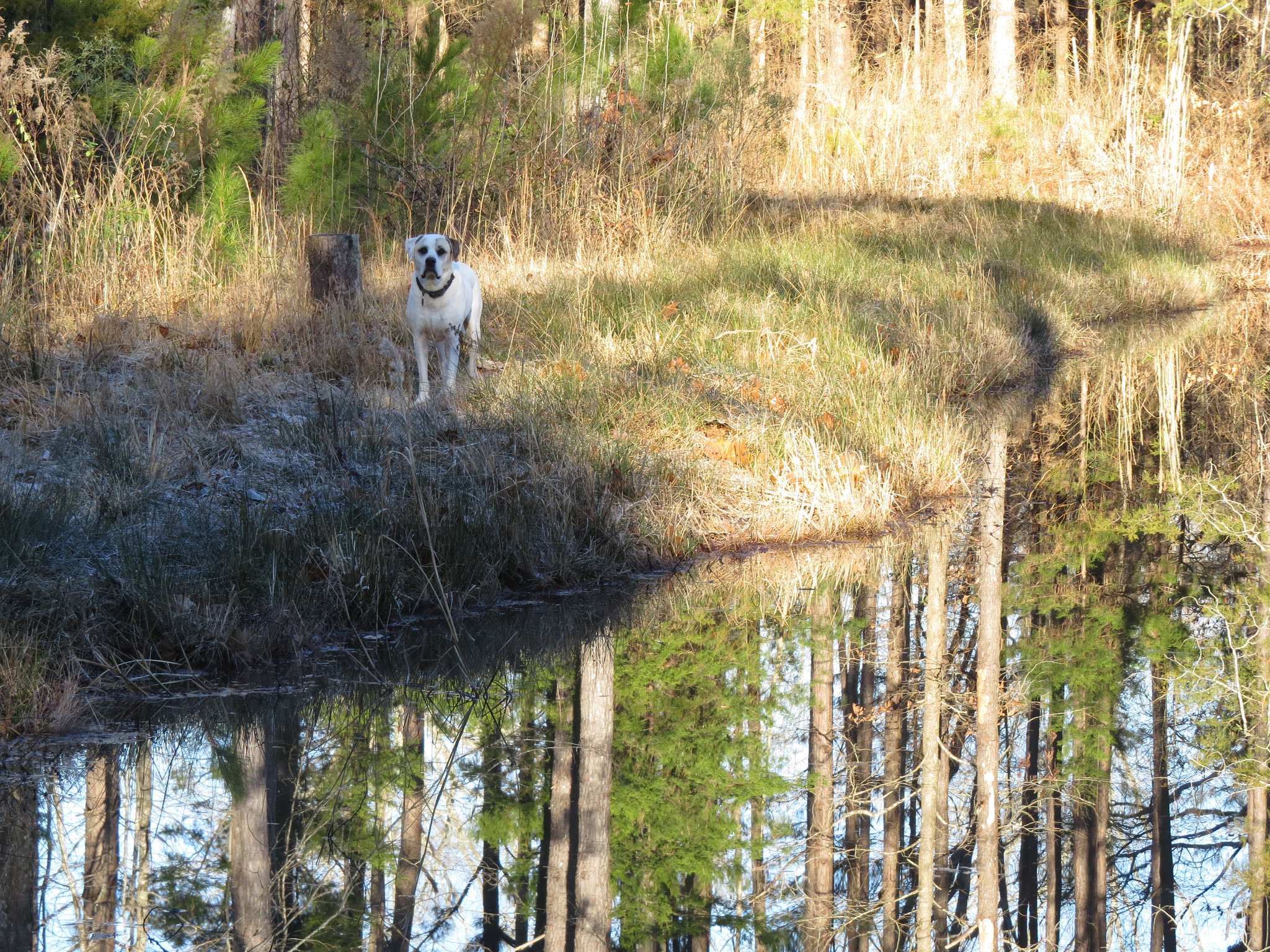 Branco by the pond at sunrise