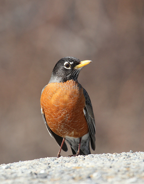 merle d'Amérique / American robin merle d'Amérique / American robin