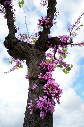 Cercis siliquastrum, Olaia