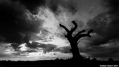 Twilight tree - B&W