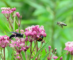 Great Black Wasp (Sphex pensylvanicus)