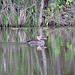 Hooded merganser (F)