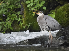 Great blue heron having a snack.
