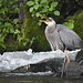 Great blue heron having a snack.
