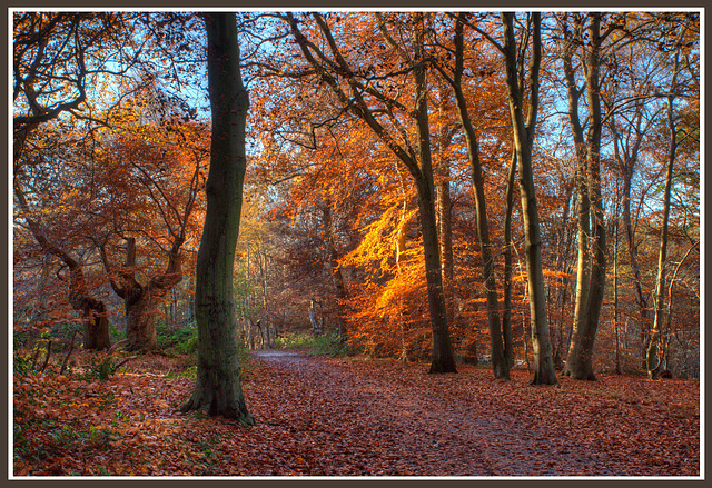 Burnham Beeches