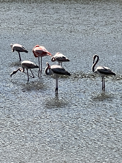 flamingos at St. John