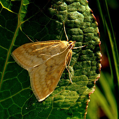 Pyrale du maïs (Ostrinia nubilalis)