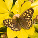 EF7A3519 Speckled Wood