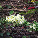 Little clump of primroses