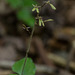 Neottia smallii (Appalachian Twayblade orchid)