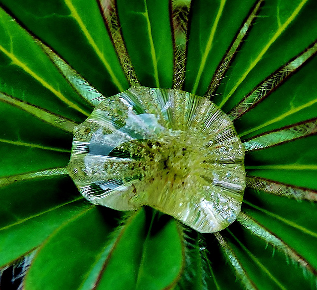 Raindrop on Lupin Leaf