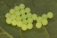 EF7A9176eggsbrambleleaf