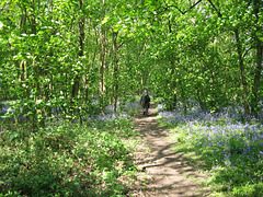 Bluebells in New Park Wood in early June 2008