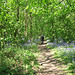 Bluebells in New Park Wood in early June 2008