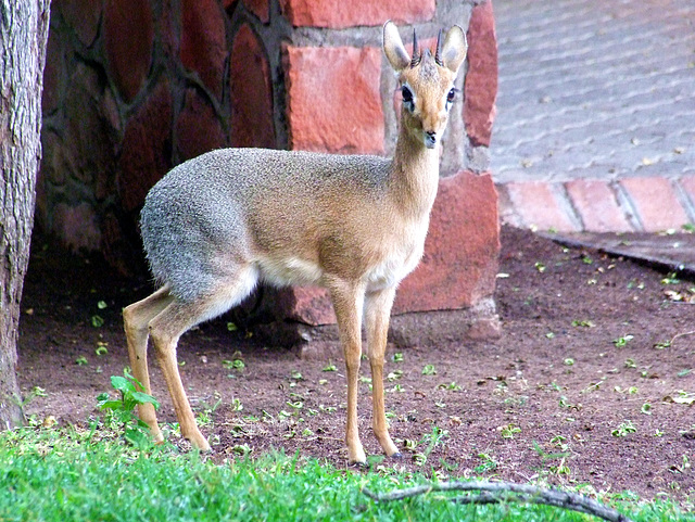 Dikdik in Hab acht Stellung