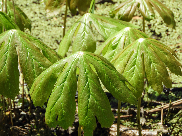 May Apple leaves, Pt Pelee, Ontario