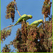 Rose-ringed parakeet