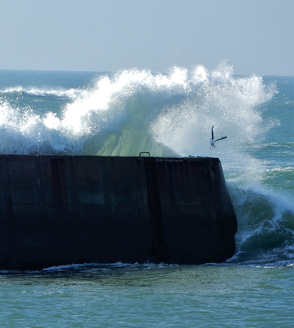 la mouette et la vague,,