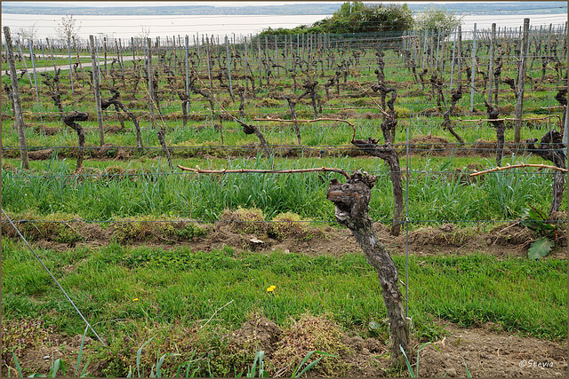 Im Weinberg zwischen Meersburg und Hagnau