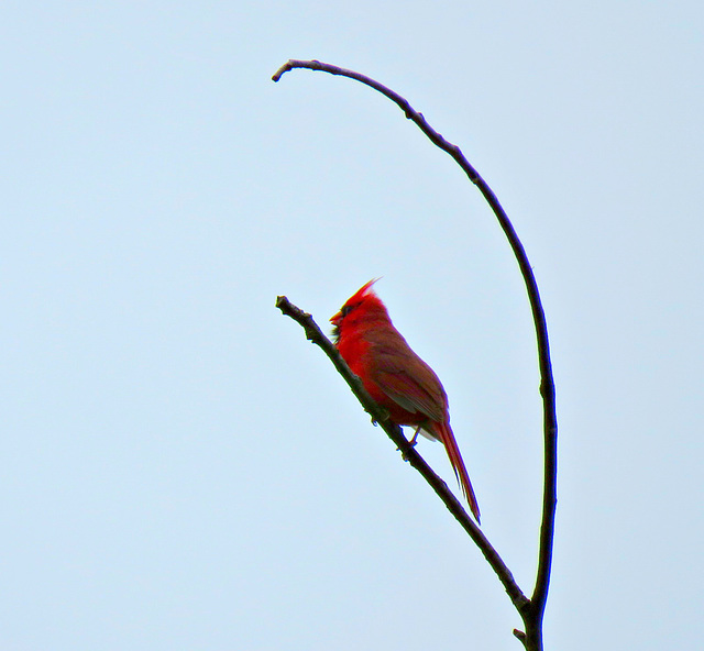 High up above me the Cardinal was calling his mate.