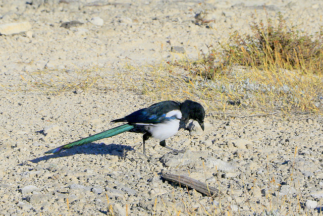 Black-billed Magpie