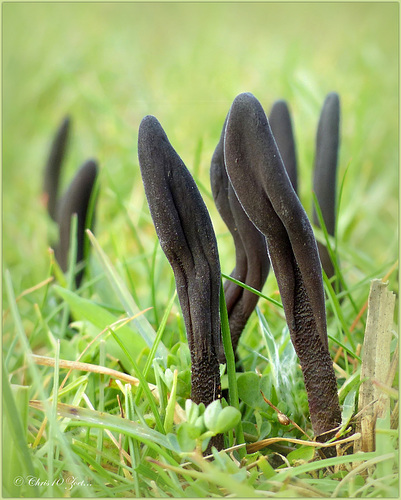 Black Earth Tongue ~ Fijngeschubde aardtong (Geoglossum fallax)...