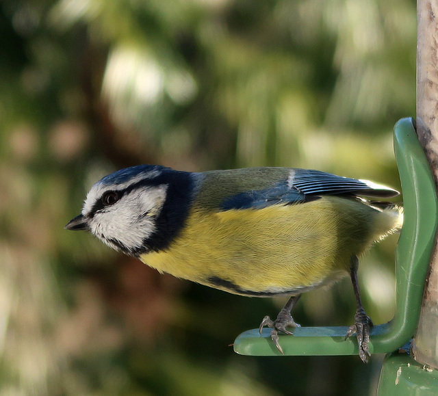 Blue-tit