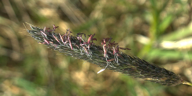 Grass 3