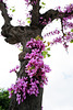 #07- Something above you, Cercis siliquastrum, Olaia. Tavira, Algarve