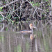 Hooded merganser (F)